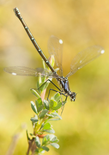 Austroargiolestes alpinus